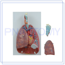 PNT-0430 taille de la vie 7 pièces Larynx cœur et poumon modèle